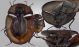Helaeus-sp.jpg