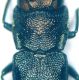 Agrilus oasi wwf dettaglio 1.jpg