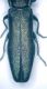 Agrilus Oasi wwf dettaglio 2.jpg