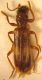 O. domesticus Badesi 2 rid.jpg