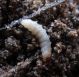 Laemostenus larva.jpg