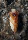 Laemostenus pupa red 1 (1).jpg