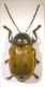 Chryptocephalus dorso.jpg