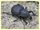 Curculionidae circa 16 mm. - Insugherata - 7.6.2013 (1).jpg