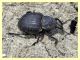 Curculionidae circa 16 mm. - Insugherata - 7.6.2013 (2).jpg