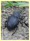 Curculionidae circa 16 mm. - Insugherata - 7.6.2013.jpg