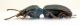 Comb0783_17crH.jpg