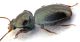 Comb0785_23crH.jpg