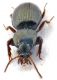Comb0787_38crH.jpg