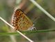 Lycaena2.jpg