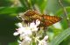 IMGP7700_M_athalia_Q_sm.JPG