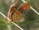 Lycaena3.jpg