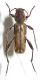 Cerambycidae1.jpg