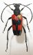 Cerambycidae2.jpg