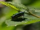 Maccarese_12-VI-2013_OL_009.JPG