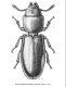 Tenebroides mauritanicus.jpg