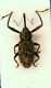 (Curculionide) Dorytomus 1.JPG