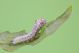 larva4.jpg