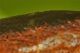 curculionide_paarticolare.jpg