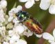 LagoLiscia140613 009mod.jpg
