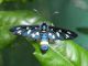 Amata_sp - adulto_F (2).jpg