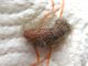 Amata_sp - crisalide_imbozzolata.jpg