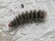 Amata_sp - larva.jpg