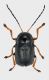 Cryptocephalus black_Runc_Forum.jpg