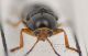 Cryptocephalus black_head_Runc_Forum.jpg