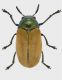 Labidostomis Runc_Forum.jpg