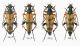 Plate 11 - Rutpela maculata.jpg
