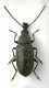 Mycterus curculionoides  - maschio.jpg