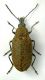Mycterus curculionoides  - femmina.jpg