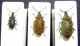 Mycterus variabilità.JPG