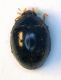 (Coccinellide) mini2.JPG