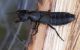 Ocypus sp_02.jpg