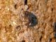 Nephodinus metallescens 2e.JPG