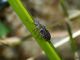 Nephodinus metallescens 3e.JPG