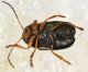 Cryptocephalus_femora.jpg