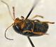 Cryptocephalus_lat.jpg