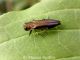 Agrilus sinuatus o cinctus.jpg