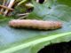 Noctua_comes - larva_giovane.jpg
