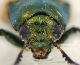 Labidostomis_head.jpg