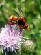 Cà Bianca 20.VI.2013 081.jpg