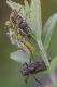 Libellula_depressa2_1024.jpg