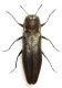 Agrilus (C.) convexicollis  L.Redtenbacher,1849.jpg