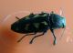 B novemaculata di Verona.jpg