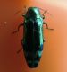 Coraebus fasciatus 1.jpg