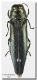Agrilus biguttatus_Nebrodi_Santo Stefano Camastra_4 VI 1978.jpg