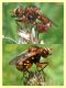 Conopidae probabile Sicus sp. - Insugherata - 7.6.2013.jpg